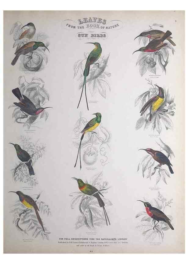 Reproducción/Reproduction 49749716457: Leaves from the book of nature,. Edinburgh :W.H. Lizars;[184-?]. 