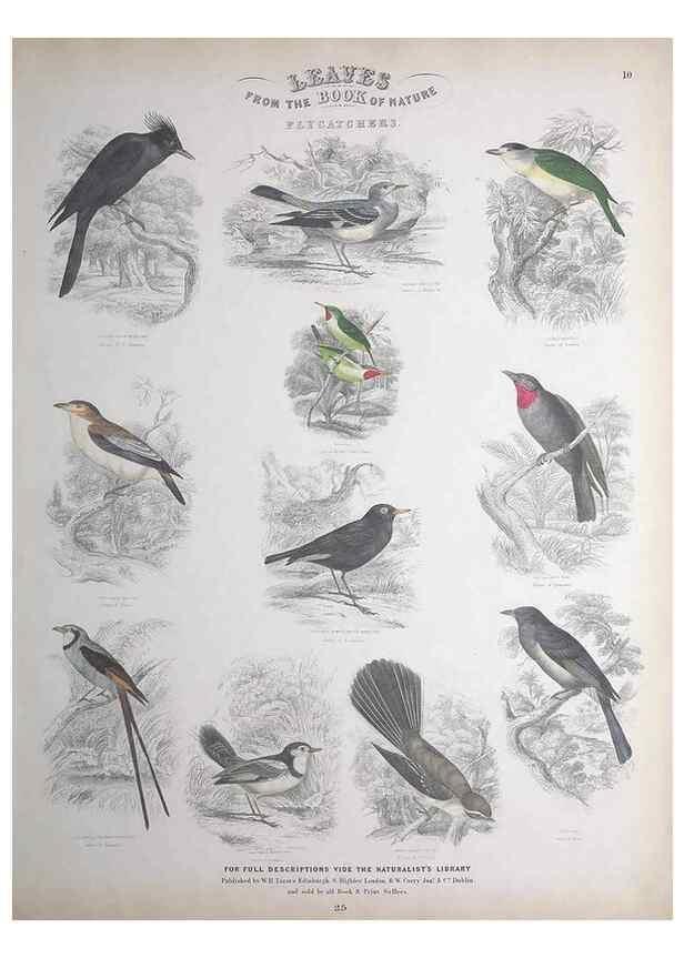 Reproducción/Reproduction 49749716747: Leaves from the book of nature,. Edinburgh :W.H. Lizars;[184-?]. 
