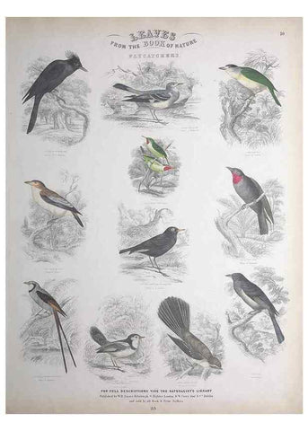 Reproducción/Reproduction 49749716747: Leaves from the book of nature,. Edinburgh :W.H. Lizars;[184-?]. 