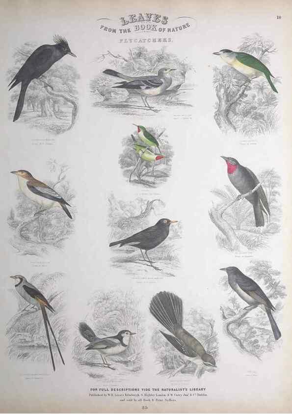 Reproducción/Reproduction 49749716747: Leaves from the book of nature,. Edinburgh :W.H. Lizars;[184-?]. 