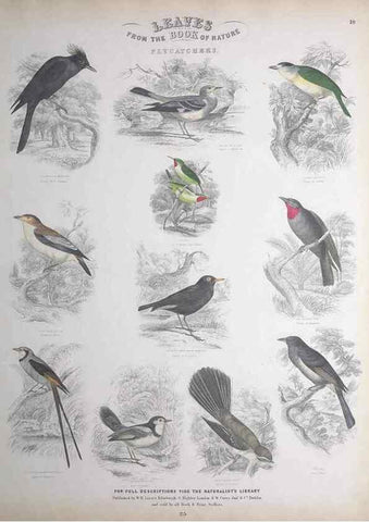 Reproducción/Reproduction 49749716747: Leaves from the book of nature,. Edinburgh :W.H. Lizars;[184-?]. 