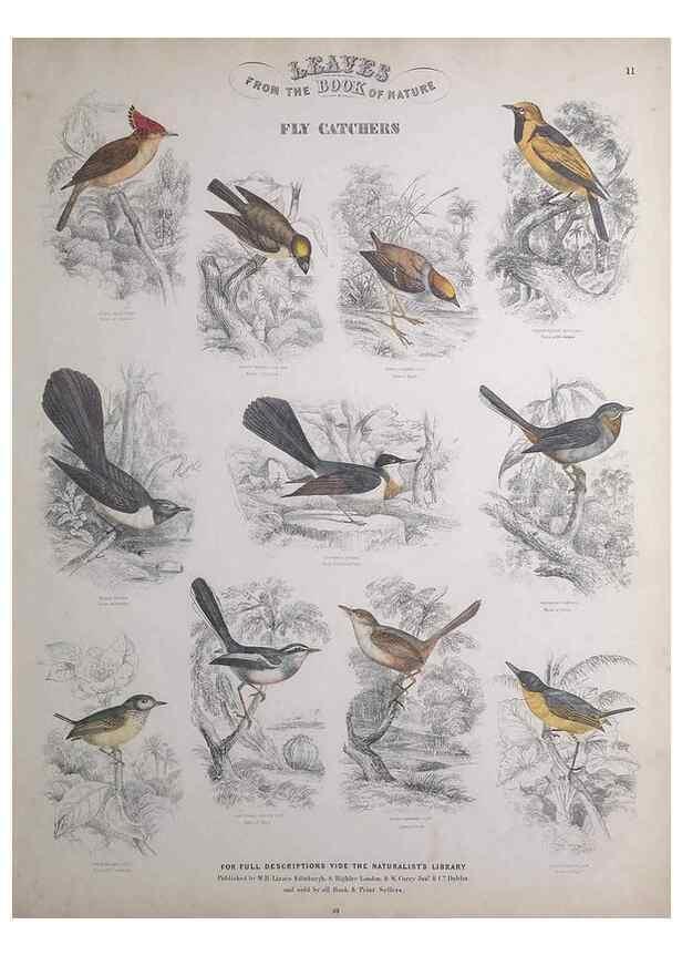 Reproducción/Reproduction 49749388711: Leaves from the book of nature,. Edinburgh :W.H. Lizars;[184-?]. 