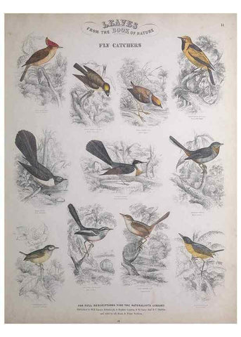 Reproducción/Reproduction 49749388711: Leaves from the book of nature,. Edinburgh :W.H. Lizars;[184-?]. 