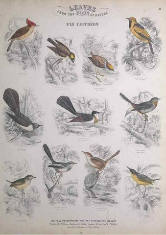 Reproducción/Reproduction 49749388711: Leaves from the book of nature,. Edinburgh :W.H. Lizars;[184-?]. 
