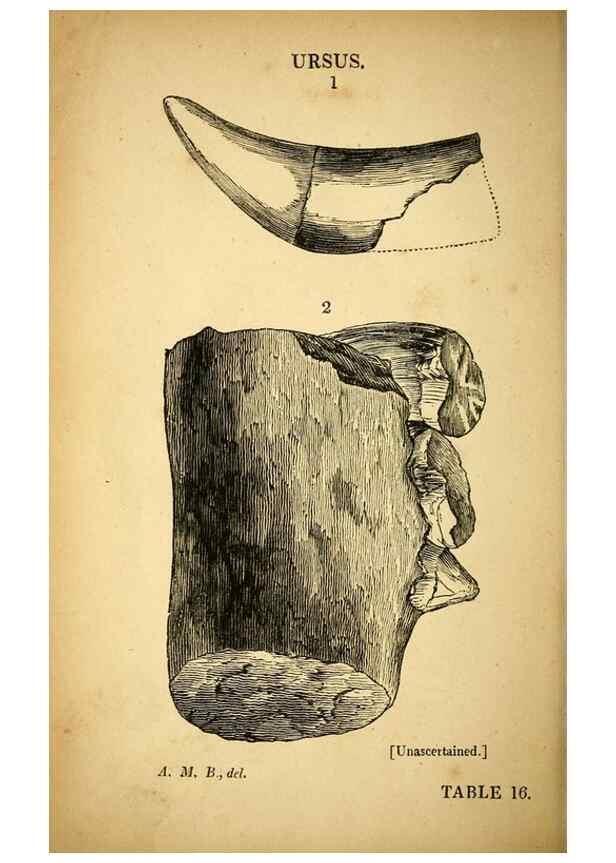 Reproducción/Reproduction 49750679011: The natural history of South Devon :. Plymouth,Printed and published by Jenkin Thomas,1839.. 