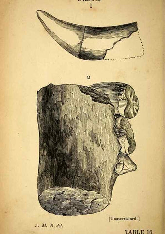 Reproducción/Reproduction 49750679011: The natural history of South Devon :. Plymouth,Printed and published by Jenkin Thomas,1839.. 