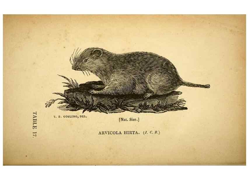 Reproducción/Reproduction 49750139678: The natural history of South Devon :. Plymouth,Printed and published by Jenkin Thomas,1839.. 