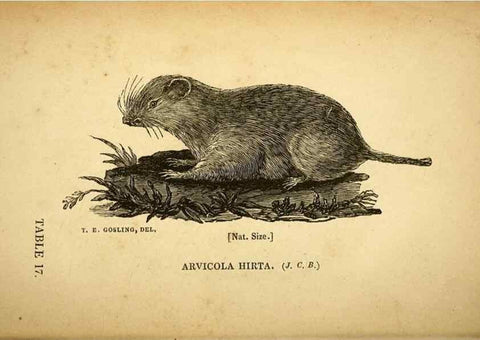 Reproducción/Reproduction 49750139678: The natural history of South Devon :. Plymouth,Printed and published by Jenkin Thomas,1839.. 