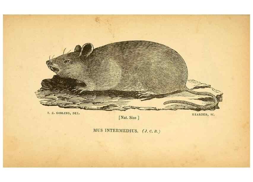 Reproducción/Reproduction 49750680326: The natural history of South Devon :. Plymouth,Printed and published by Jenkin Thomas,1839.. 