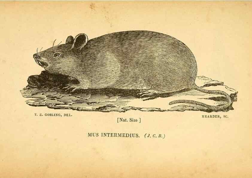 Reproducción/Reproduction 49750680326: The natural history of South Devon :. Plymouth,Printed and published by Jenkin Thomas,1839.. 