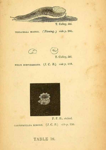 Reproducción/Reproduction 49751009137: The natural history of South Devon :. Plymouth,Printed and published by Jenkin Thomas,1839.. 