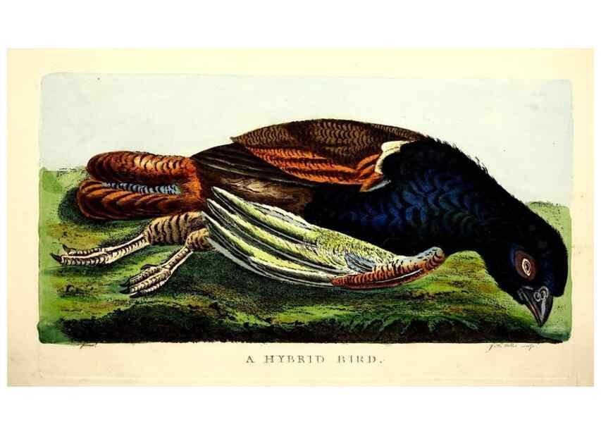 Reproducción/Reproduction 49753458202: The natural history of Selborne /. London :Printed for C. and J. Rivington [and 11 others],1825.. 