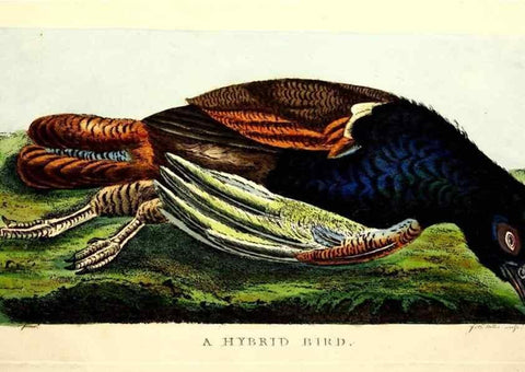 Reproducción/Reproduction 49753458202: The natural history of Selborne /. London :Printed for C. and J. Rivington [and 11 others],1825.. 