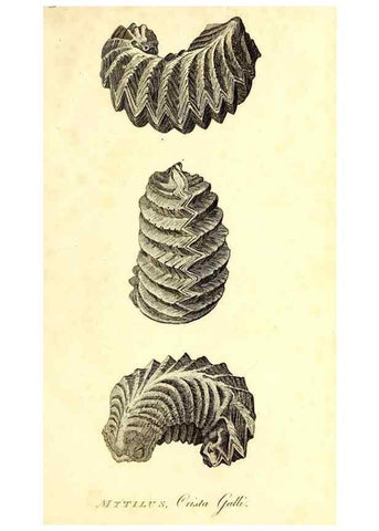 Reproducción/Reproduction 49753126231: The natural history of Selborne /. London :Printed for C. and J. Rivington [and 11 others],1825.. 
