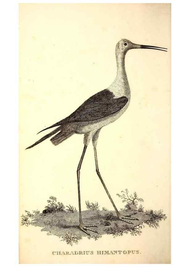 Reproducción/Reproduction 49753533302: The natural history of Selborne /. London :Printed for C. and J. Rivington [and 11 others],1825.. 