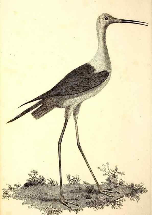 Reproducción/Reproduction 49753533302: The natural history of Selborne /. London :Printed for C. and J. Rivington [and 11 others],1825.. 