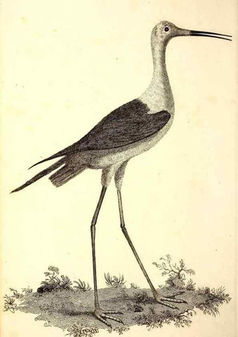 Reproducción/Reproduction 49753533302: The natural history of Selborne /. London :Printed for C. and J. Rivington [and 11 others],1825.. 