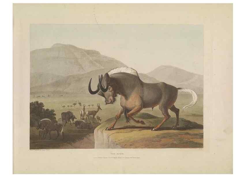 Reproducción/Reproduction 49753242266: [African scenery and animals]. London,1804-05. 