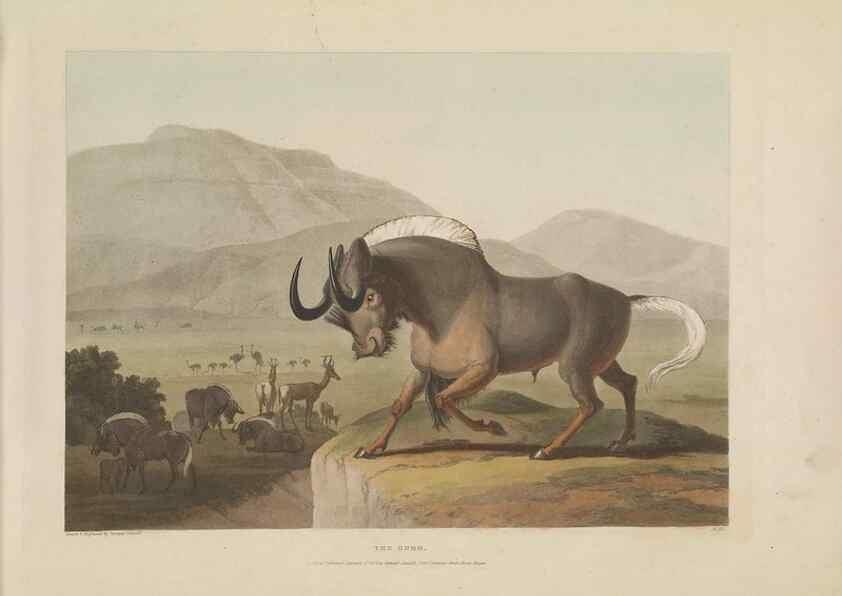 Reproducción/Reproduction 49753242266: [African scenery and animals]. London,1804-05. 