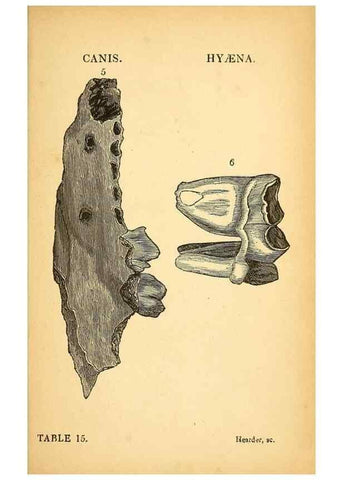 Reproducción/Reproduction 49750138548: The natural history of South Devon :. Plymouth,Printed and published by Jenkin Thomas,1839.. 
