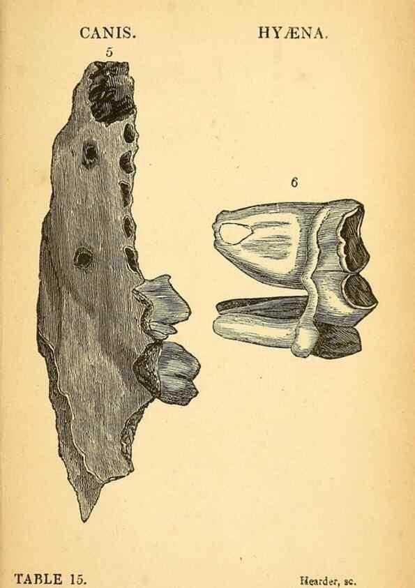 Reproducción/Reproduction 49750138548: The natural history of South Devon :. Plymouth,Printed and published by Jenkin Thomas,1839.. 