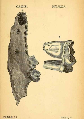 Reproducción/Reproduction 49750138548: The natural history of South Devon :. Plymouth,Printed and published by Jenkin Thomas,1839.. 
