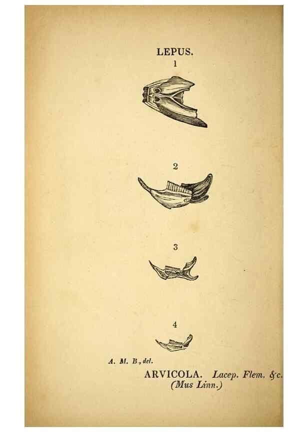 Reproducción/Reproduction 49750138143: The natural history of South Devon :. Plymouth,Printed and published by Jenkin Thomas,1839.. 