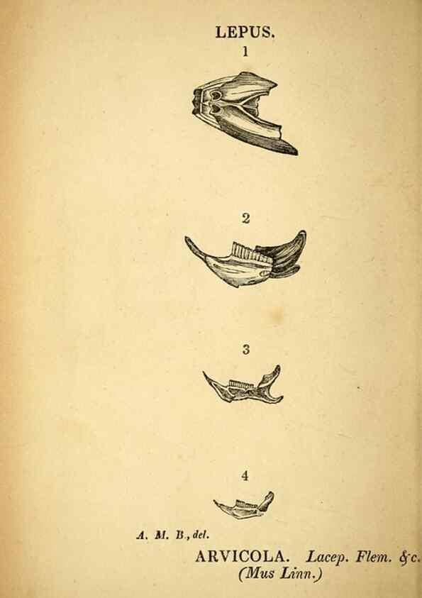 Reproducción/Reproduction 49750138143: The natural history of South Devon :. Plymouth,Printed and published by Jenkin Thomas,1839.. 