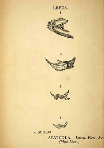 Reproducción/Reproduction 49750138143: The natural history of South Devon :. Plymouth,Printed and published by Jenkin Thomas,1839.. 