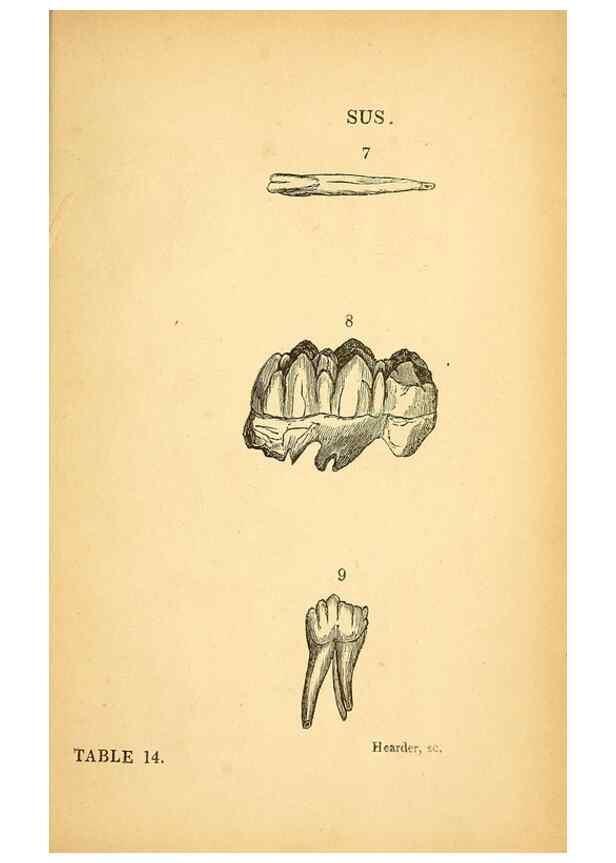 Reproducción/Reproduction 49751006402: The natural history of South Devon :. Plymouth,Printed and published by Jenkin Thomas,1839.. 