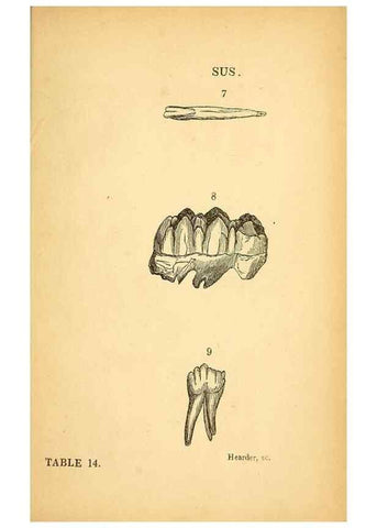Reproducción/Reproduction 49751006402: The natural history of South Devon :. Plymouth,Printed and published by Jenkin Thomas,1839.. 