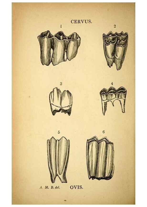 Reproducción/Reproduction 49751005992: The natural history of South Devon :. Plymouth,Printed and published by Jenkin Thomas,1839.. 