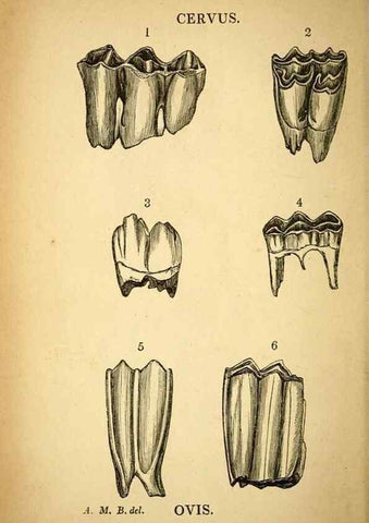 Reproducción/Reproduction 49751005992: The natural history of South Devon :. Plymouth,Printed and published by Jenkin Thomas,1839.. 