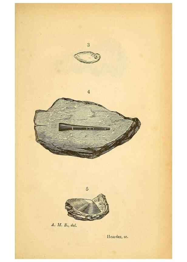 Reproducción/Reproduction 49750999902: The natural history of South Devon :. Plymouth,Printed and published by Jenkin Thomas,1839.. 