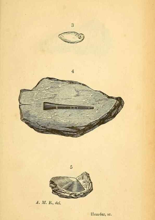 Reproducción/Reproduction 49750999902: The natural history of South Devon :. Plymouth,Printed and published by Jenkin Thomas,1839.. 