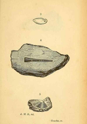 Reproducción/Reproduction 49750999902: The natural history of South Devon :. Plymouth,Printed and published by Jenkin Thomas,1839.. 