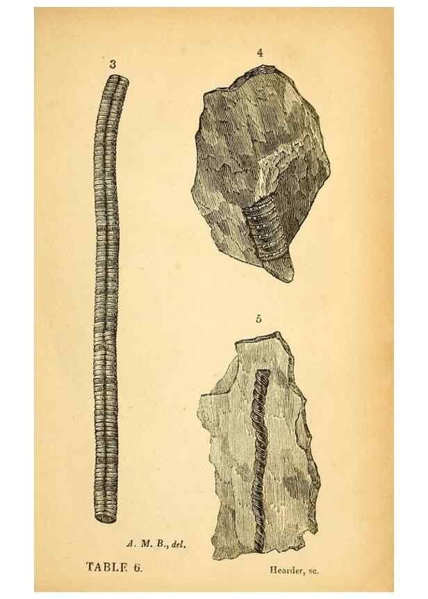 Reproducción/Reproduction 49750672471: The natural history of South Devon :. Plymouth,Printed and published by Jenkin Thomas,1839.. 