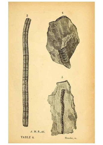 Reproducción/Reproduction 49750672471: The natural history of South Devon :. Plymouth,Printed and published by Jenkin Thomas,1839.. 