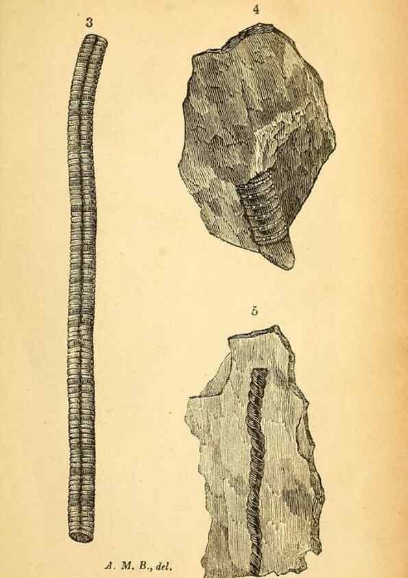 Reproducción/Reproduction 49750672471: The natural history of South Devon :. Plymouth,Printed and published by Jenkin Thomas,1839.. 