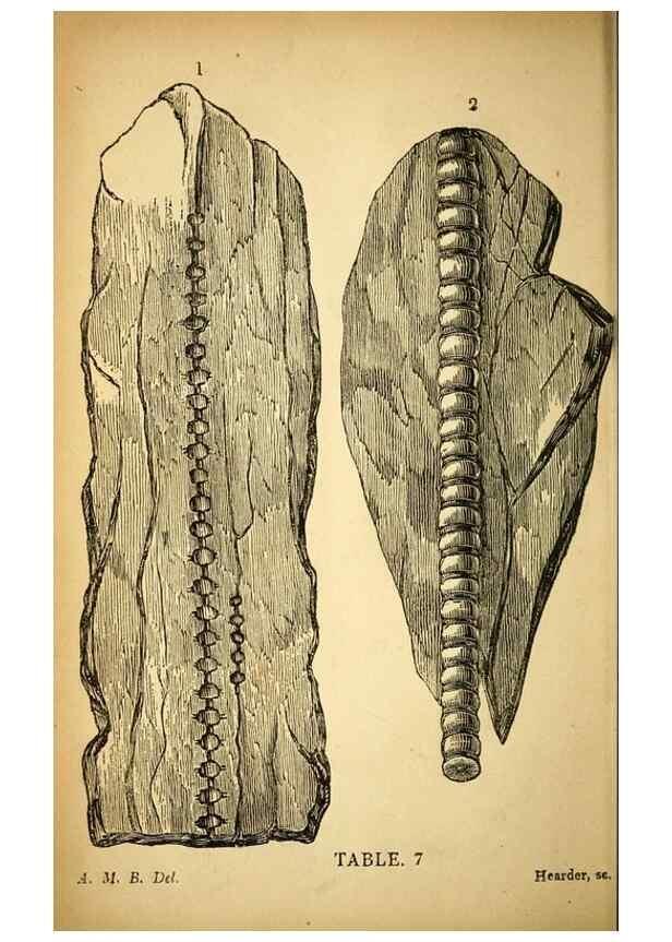 Reproducción/Reproduction 49750672901: The natural history of South Devon :. Plymouth,Printed and published by Jenkin Thomas,1839.. 