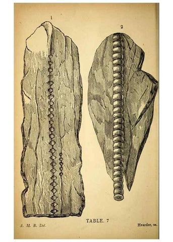 Reproducción/Reproduction 49750672901: The natural history of South Devon :. Plymouth,Printed and published by Jenkin Thomas,1839.. 