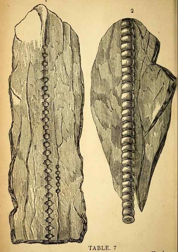 Reproducción/Reproduction 49750672901: The natural history of South Devon :. Plymouth,Printed and published by Jenkin Thomas,1839.. 