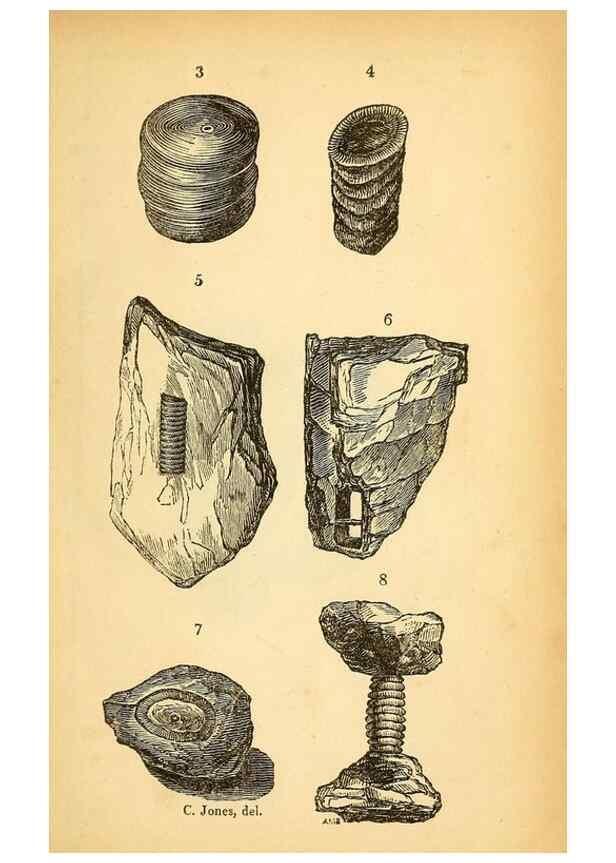 Reproducción/Reproduction 49750133383: The natural history of South Devon :. Plymouth,Printed and published by Jenkin Thomas,1839.. 