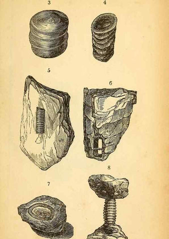 Reproducción/Reproduction 49750133383: The natural history of South Devon :. Plymouth,Printed and published by Jenkin Thomas,1839.. 
