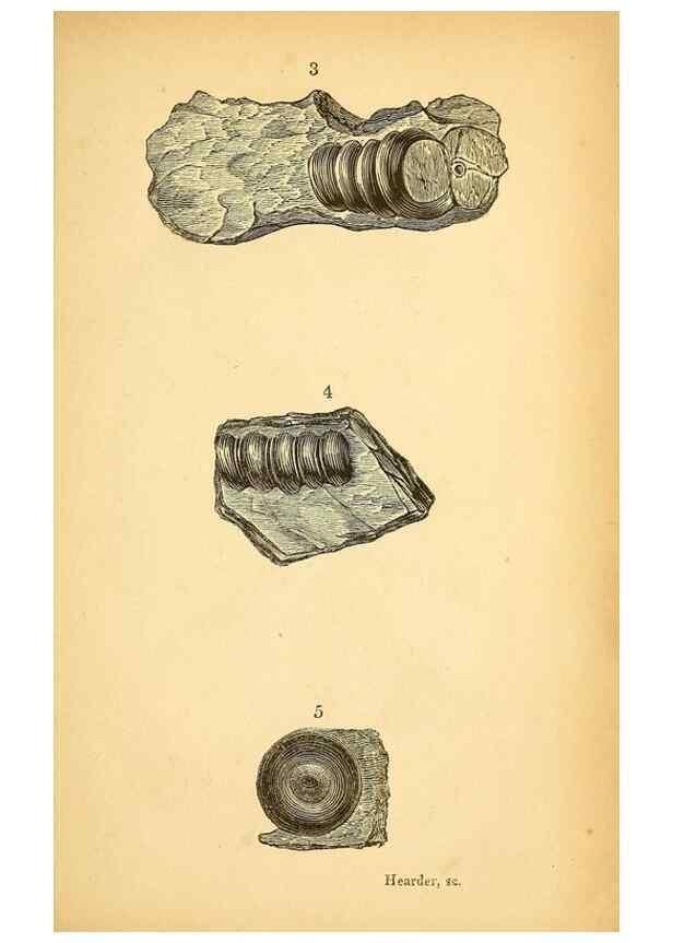 Reproducción/Reproduction 49751003337: The natural history of South Devon :. Plymouth,Printed and published by Jenkin Thomas,1839.. 