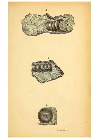Reproducción/Reproduction 49751003337: The natural history of South Devon :. Plymouth,Printed and published by Jenkin Thomas,1839.. 