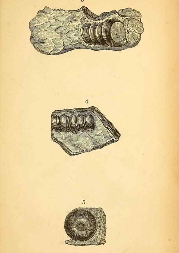 Reproducción/Reproduction 49751003337: The natural history of South Devon :. Plymouth,Printed and published by Jenkin Thomas,1839.. 