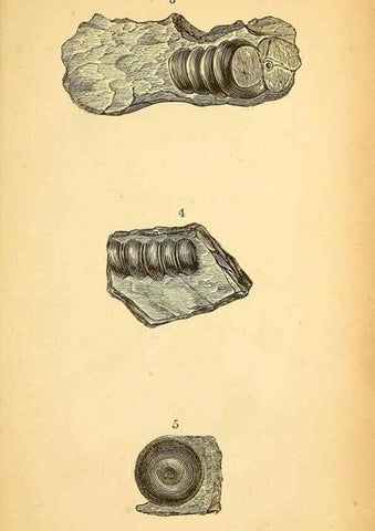 Reproducción/Reproduction 49751003337: The natural history of South Devon :. Plymouth,Printed and published by Jenkin Thomas,1839.. 