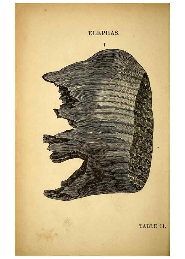 Reproducción/Reproduction 49750675166: The natural history of South Devon :. Plymouth,Printed and published by Jenkin Thomas,1839.. 