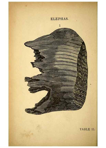 Reproducción/Reproduction 49750675166: The natural history of South Devon :. Plymouth,Printed and published by Jenkin Thomas,1839.. 